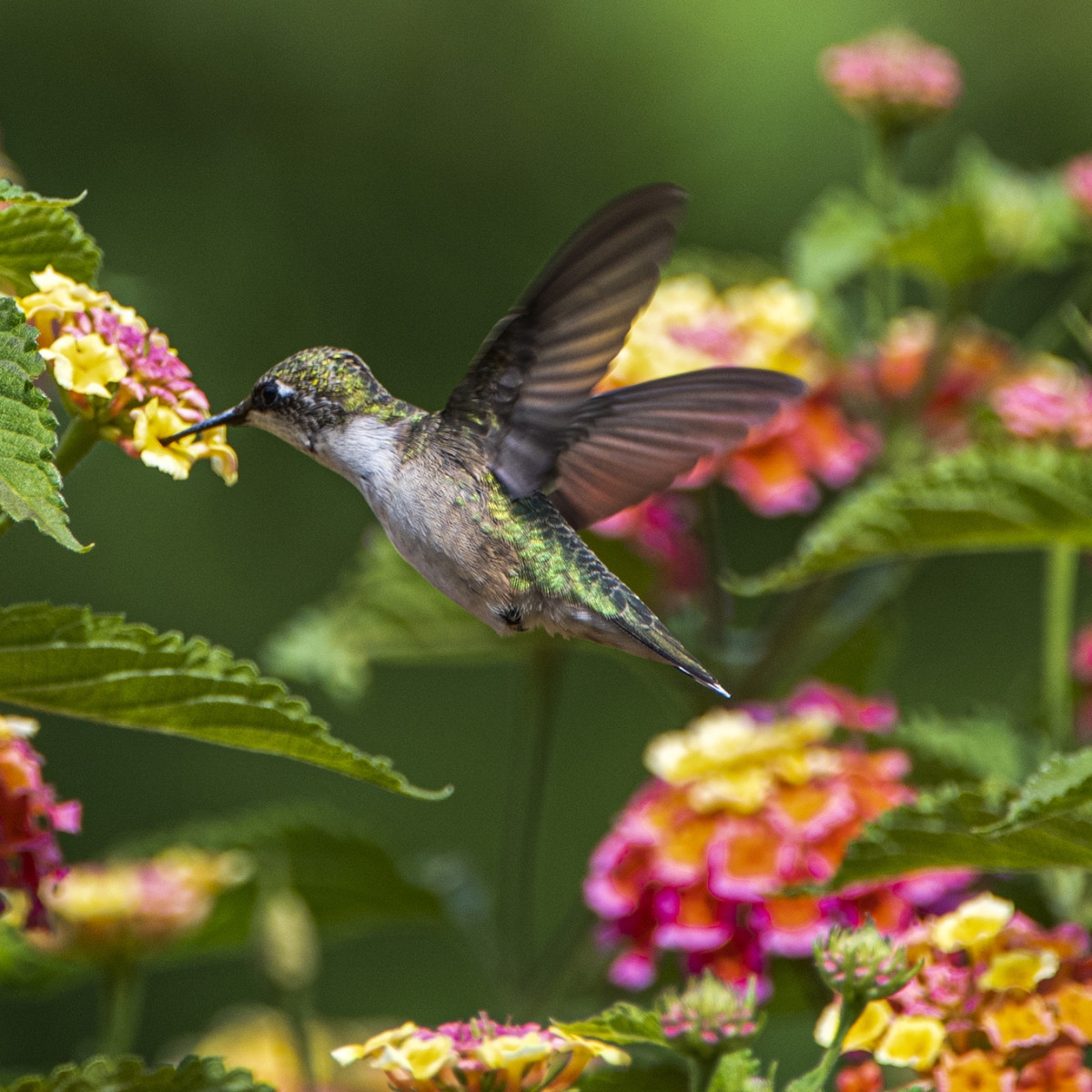 12 Flowers That Attract Hummingbirds Dengarden