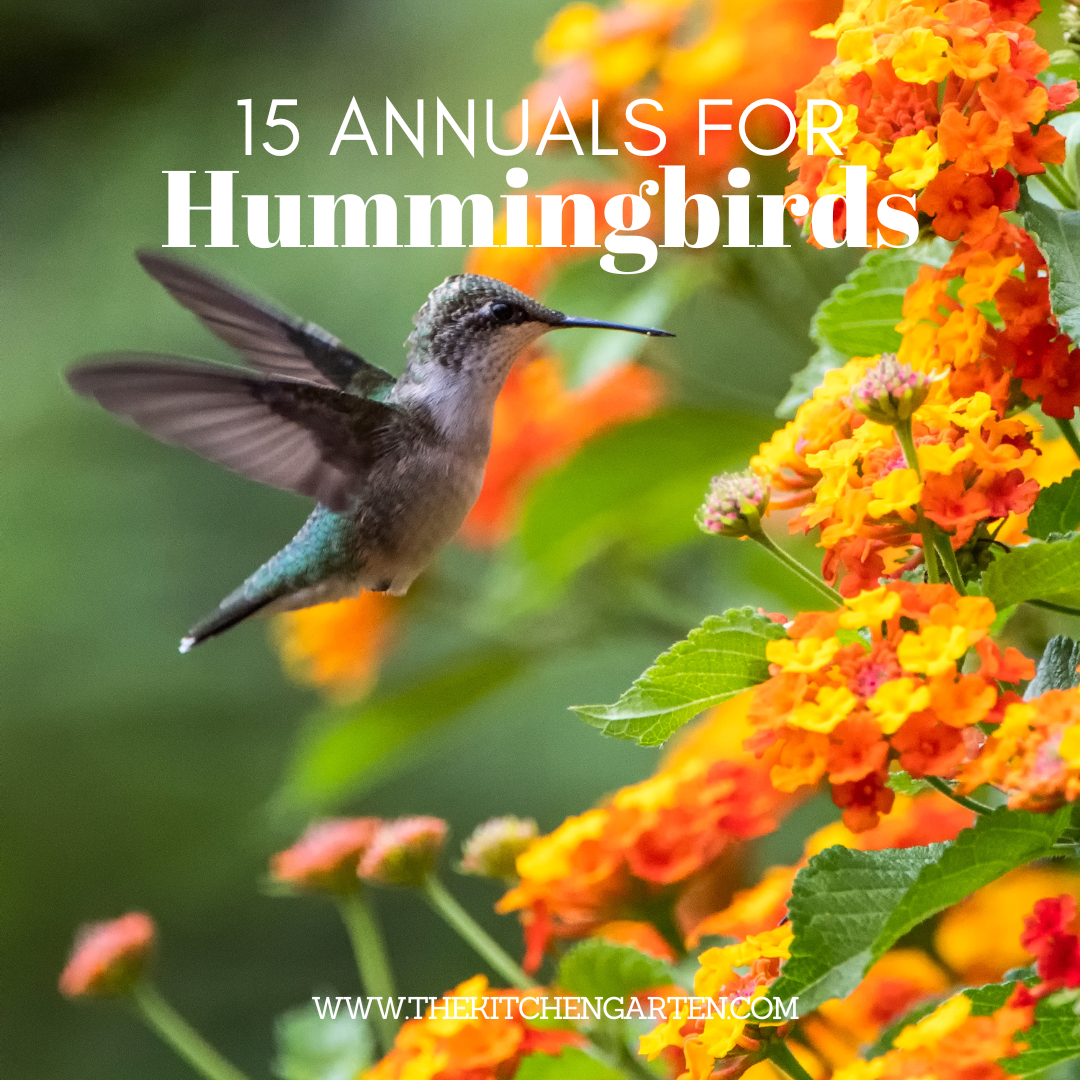 15 Must Have Annual Plants To Attract Hummingbirds The Kitchen Garten