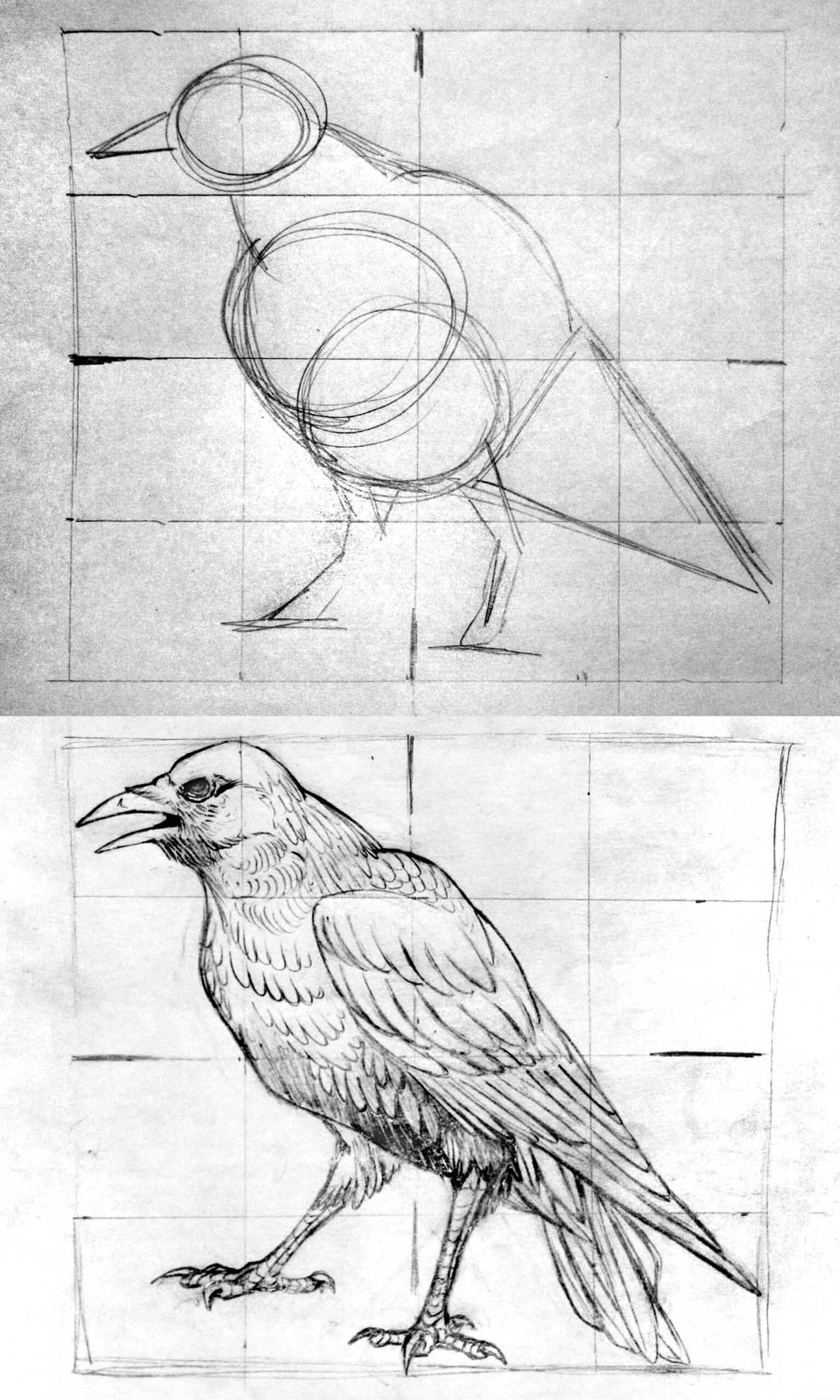 180 Art Crows Ideas In 2025 Raven Art Crow Art Bird Art