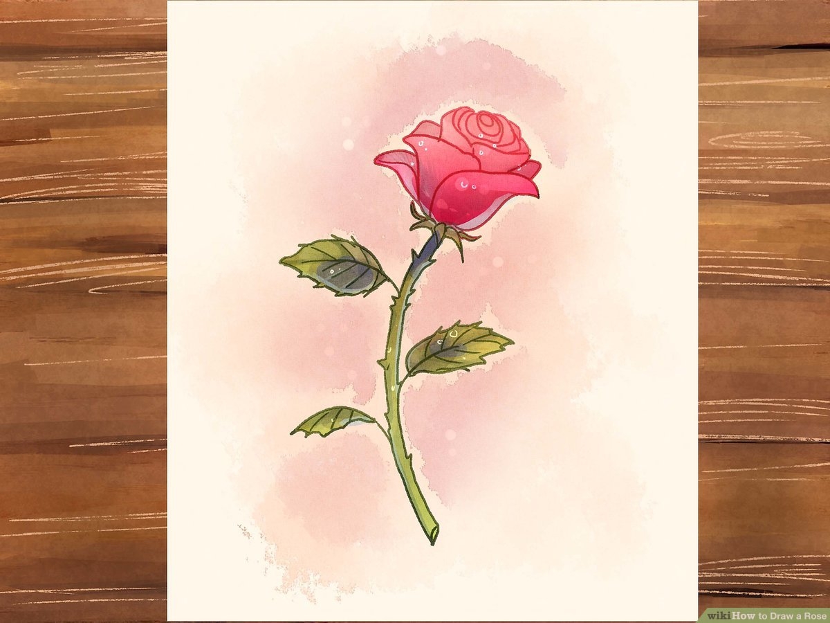rose to draw
