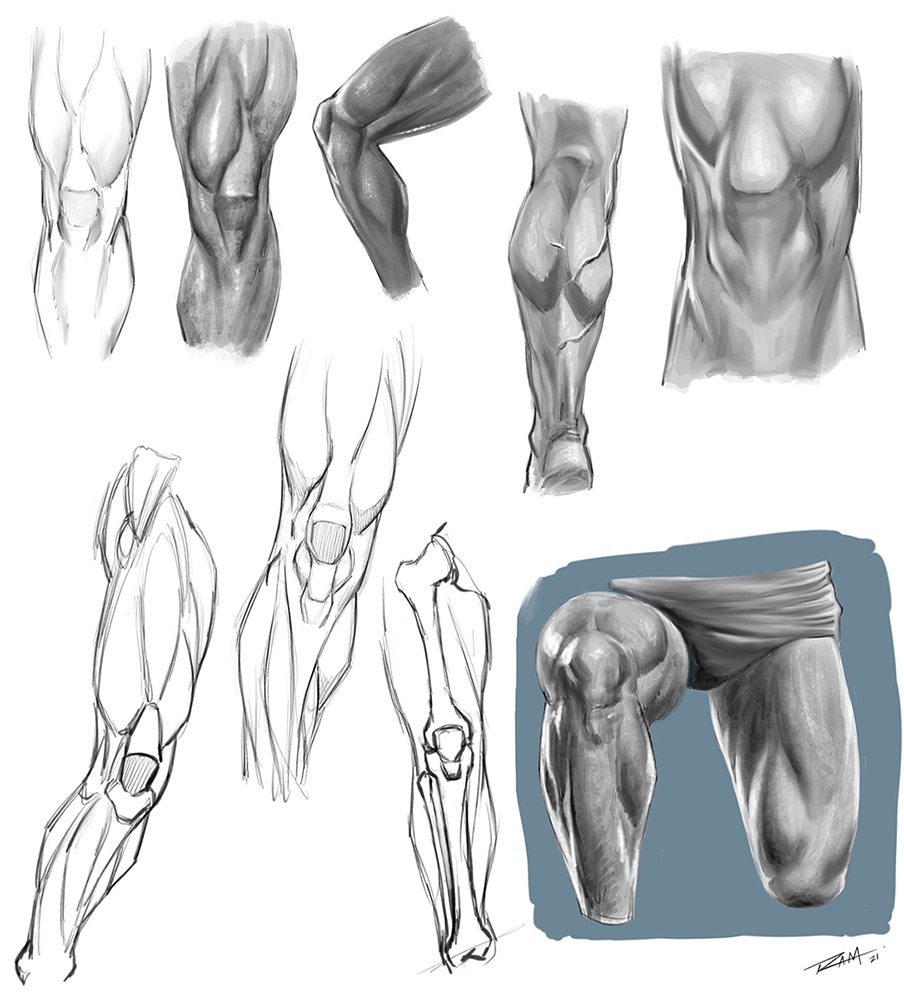 drawing muscular