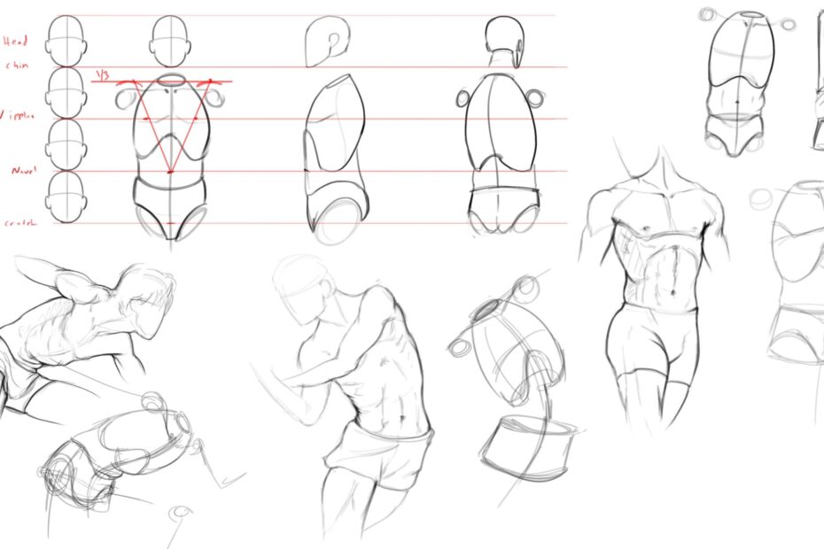 7 Ways To Draw Anatomy Wingfox