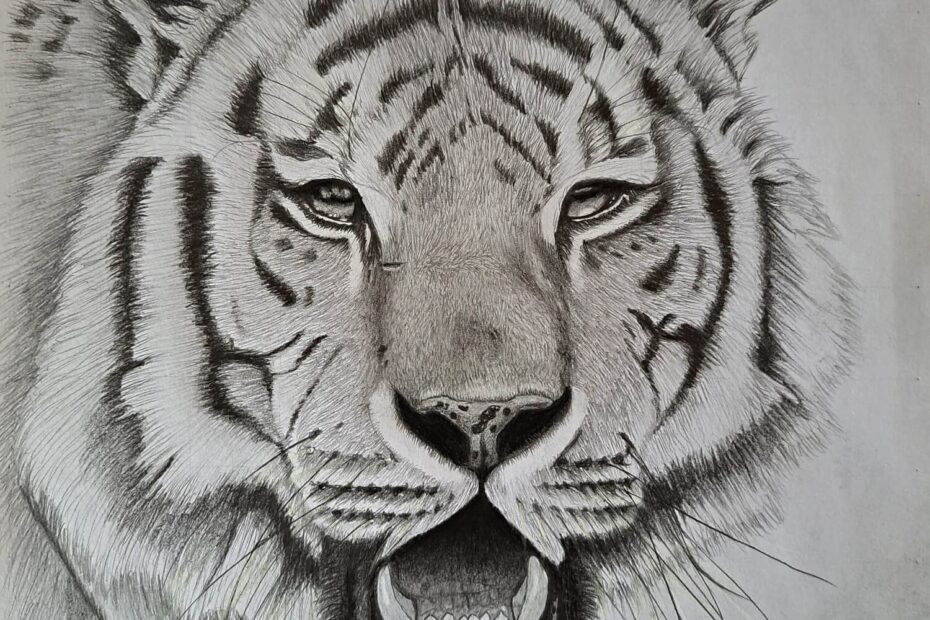 8 Steps To Easily Drawing A Realistic Tiger Muus Art