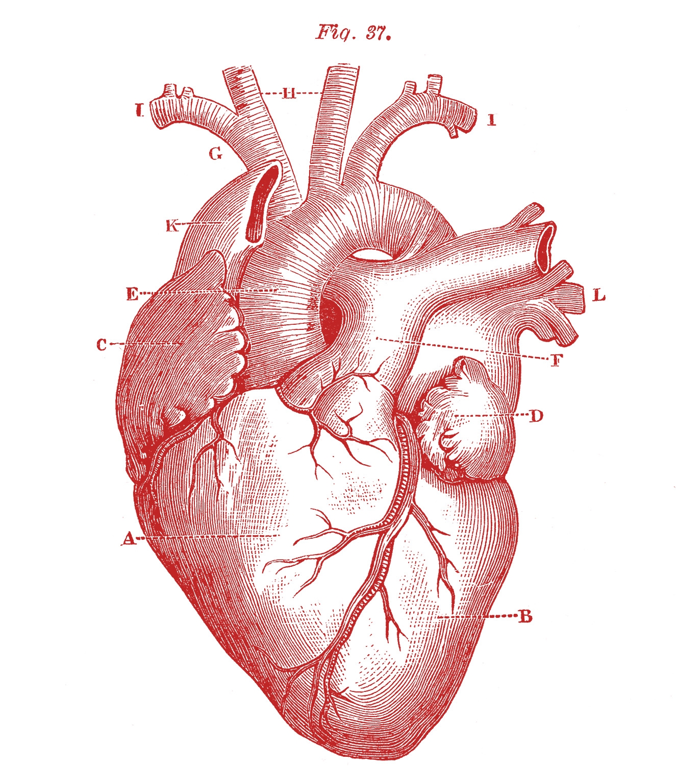 realistic heart drawing