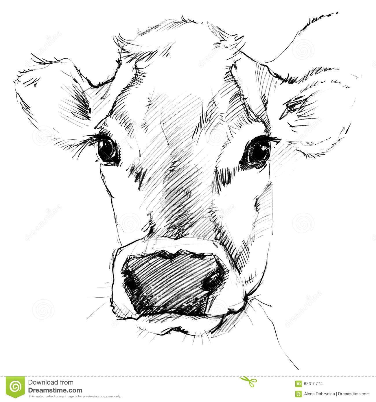9 Cow Drawing Ideas Cow Drawing Cow Cow Head