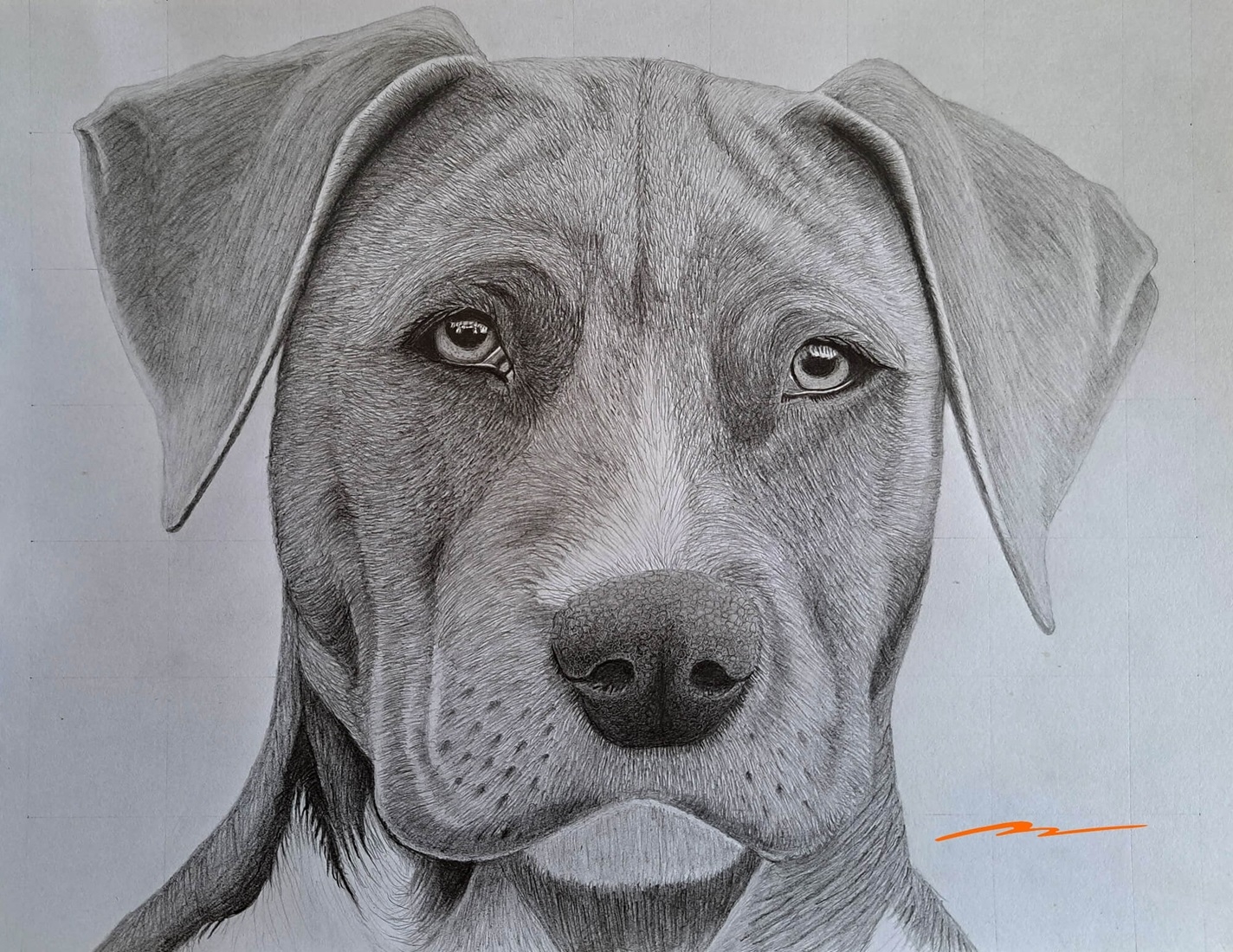 A Weimaraner Dog Sketch Printable Shading Worksheet Muus Art