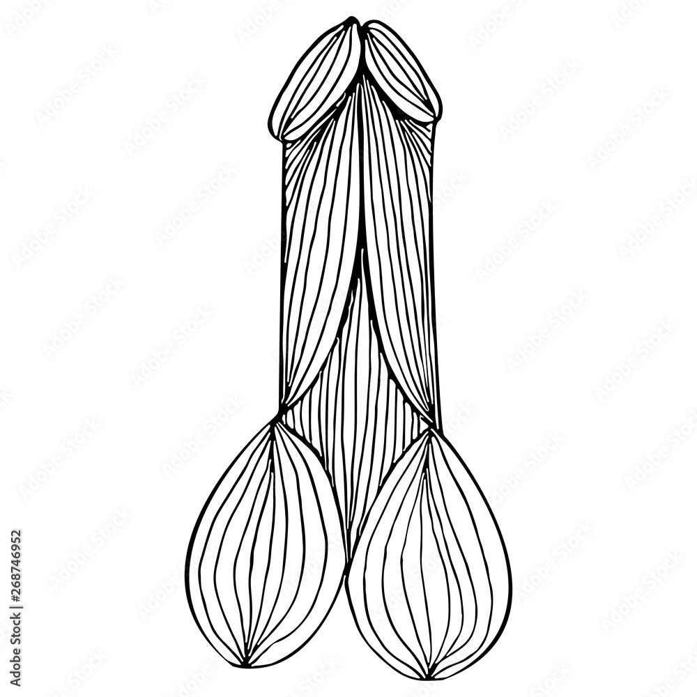 Abstract Hand Drawn Penis Icon Isolated On White Background Human Organs Element Icon Vector Illustration Line Art Sketch Stock Vector Adobe Stock