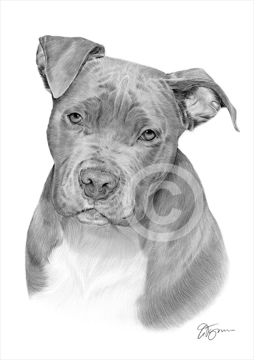 American PIT BULL TERRIER Dog Artwork Print A3 A4 Signed Pencil Drawing Pitbull