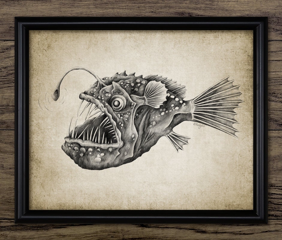 anglerfish drawing