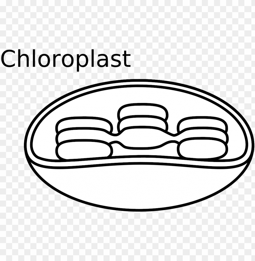 Animal Cell Diagram Unlabeled Chloroplast Black And White PNG Transparent With Clear Background ID 188849 TOPpng