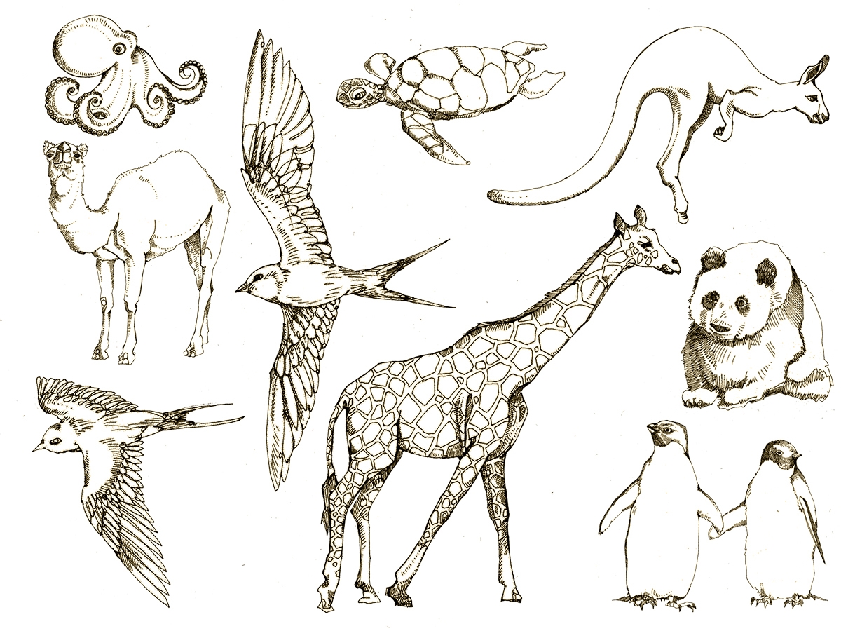 Animal Drawings Behance