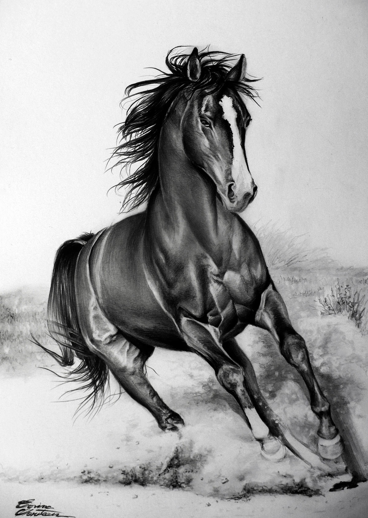 Animals Behance