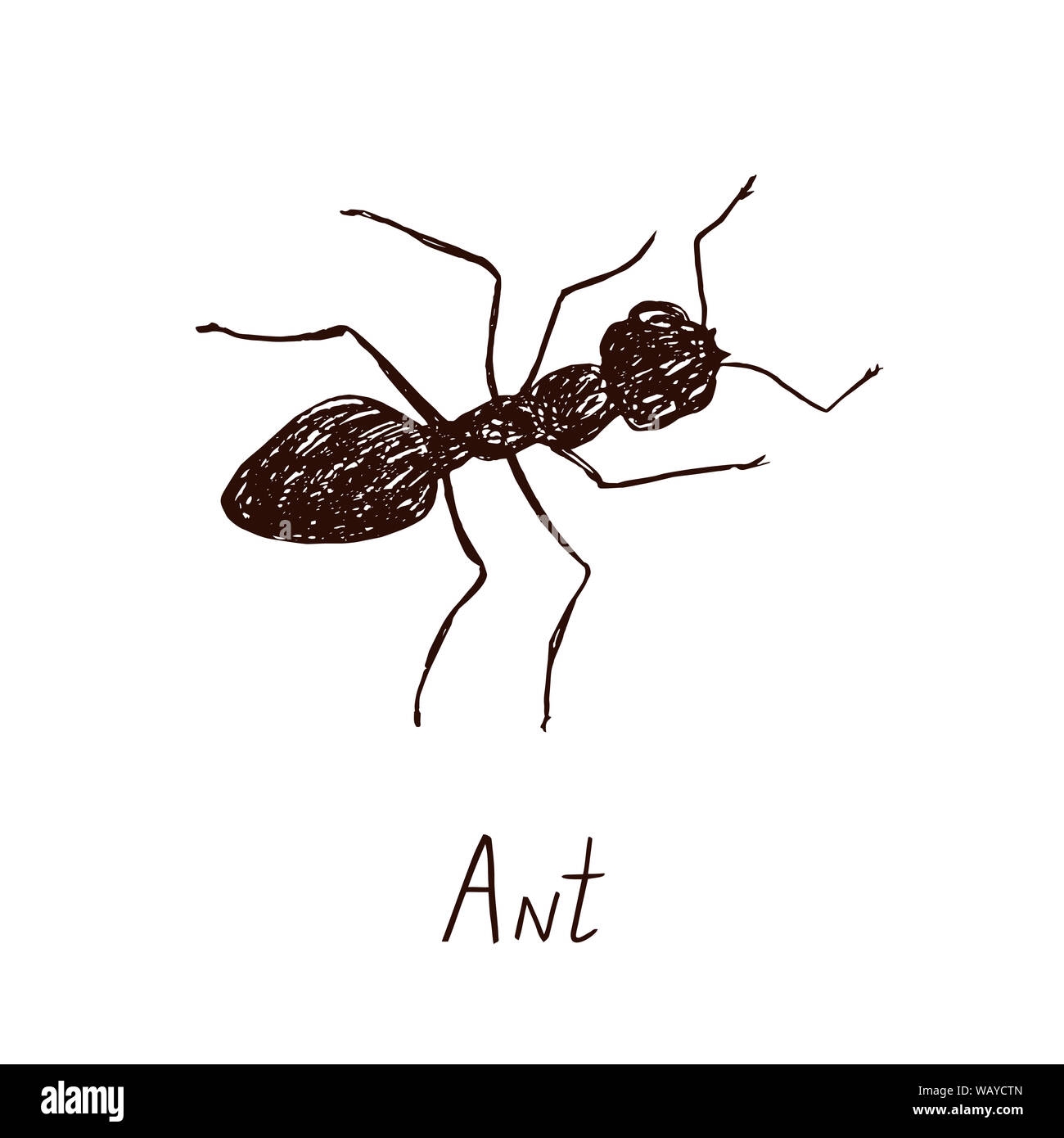 Ant Drawing Vintage Engraved Illustration Style Hand Drawn Doodle Sketch With Inscription Stock Photo Alamy