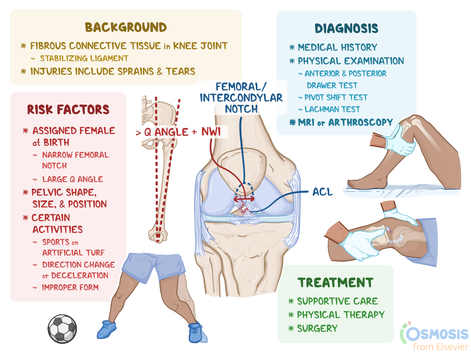 Anterior Cruciate Ligament ACL Injuries What Are They Female Predi Osmosis