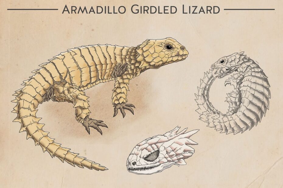 Armadillo Girdled Lizard Viplov Singh