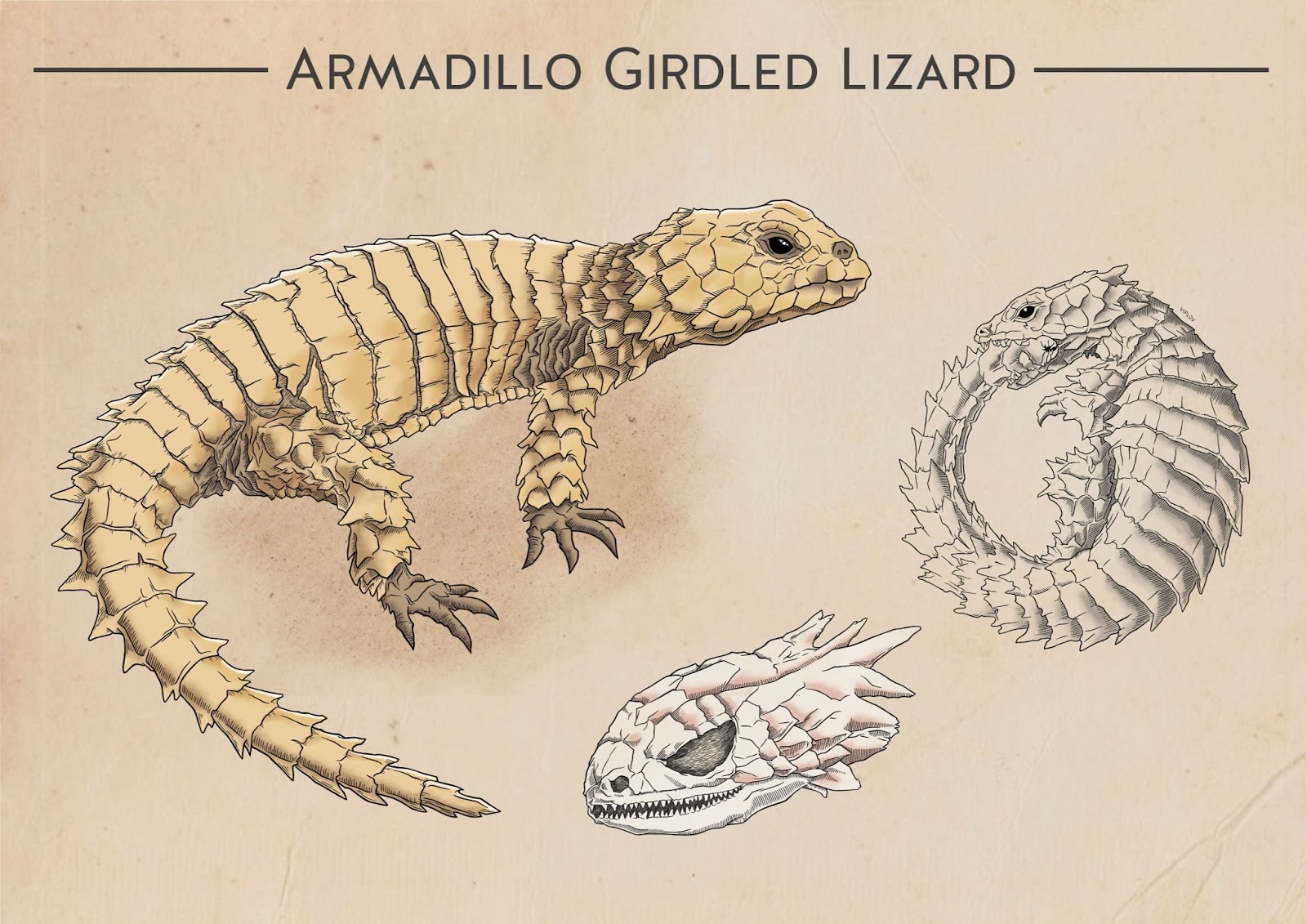 Armadillo Girdled Lizard Viplov Singh