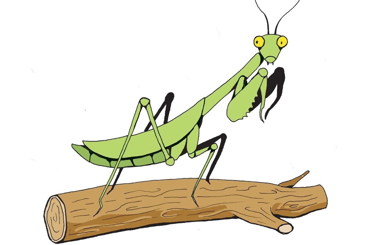 Art Thief Draw A Praying Mantis
