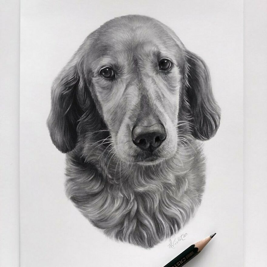 realistic animal drawings