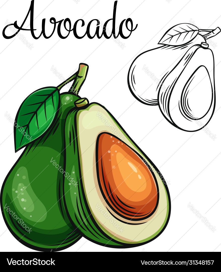 Avocado Drawing Vector Images over 8 100 