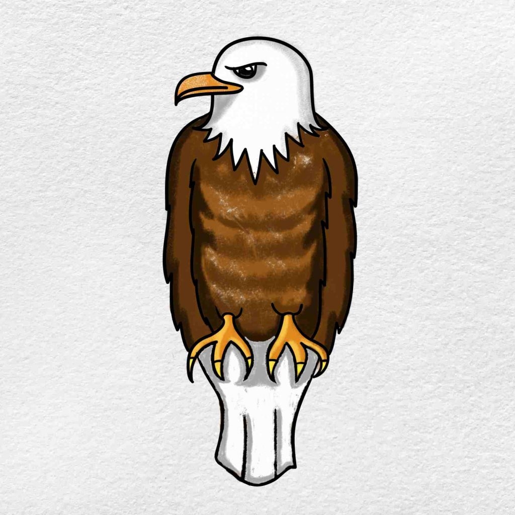 Bald Eagle Drawing HelloArtsy
