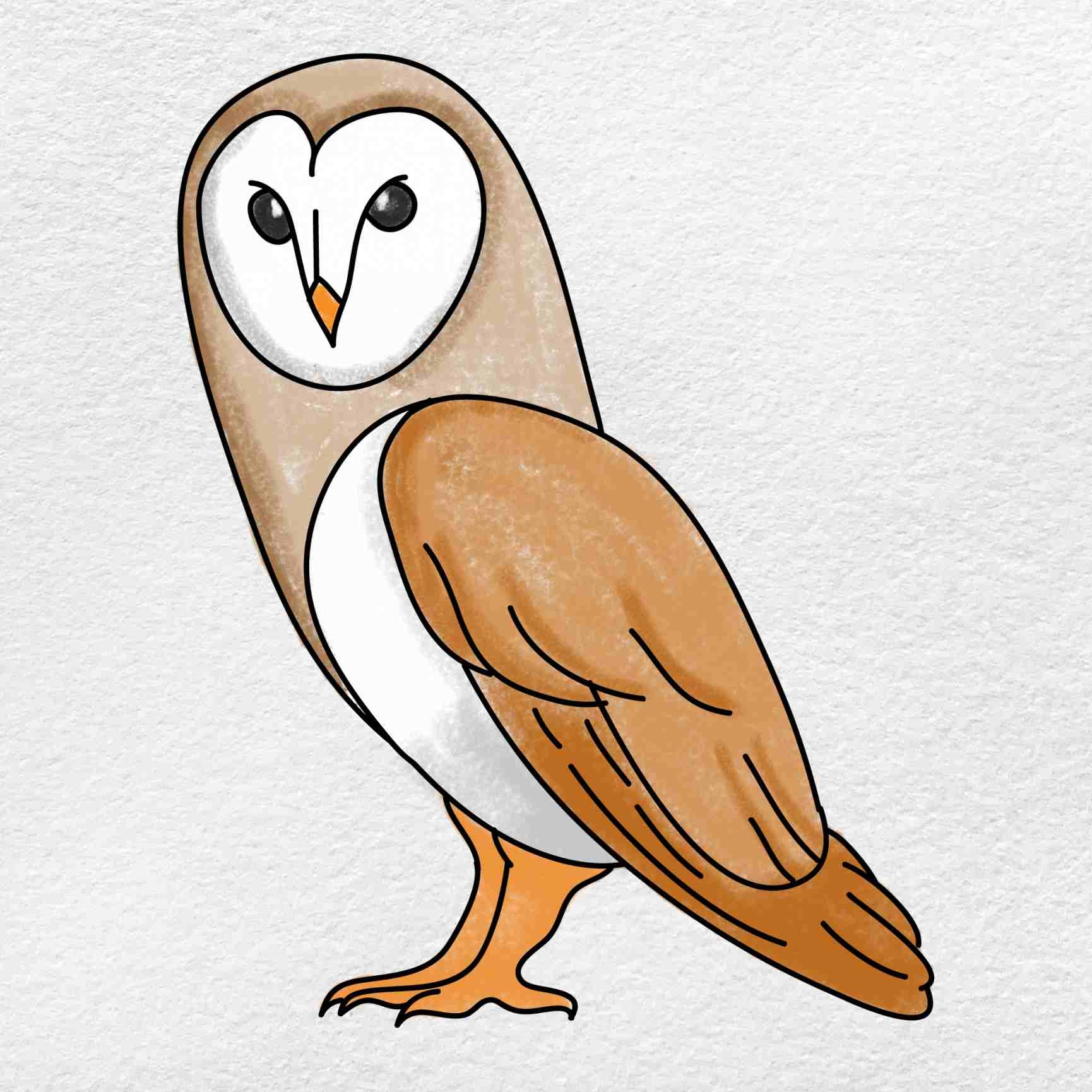Barn Owl Drawing HelloArtsy