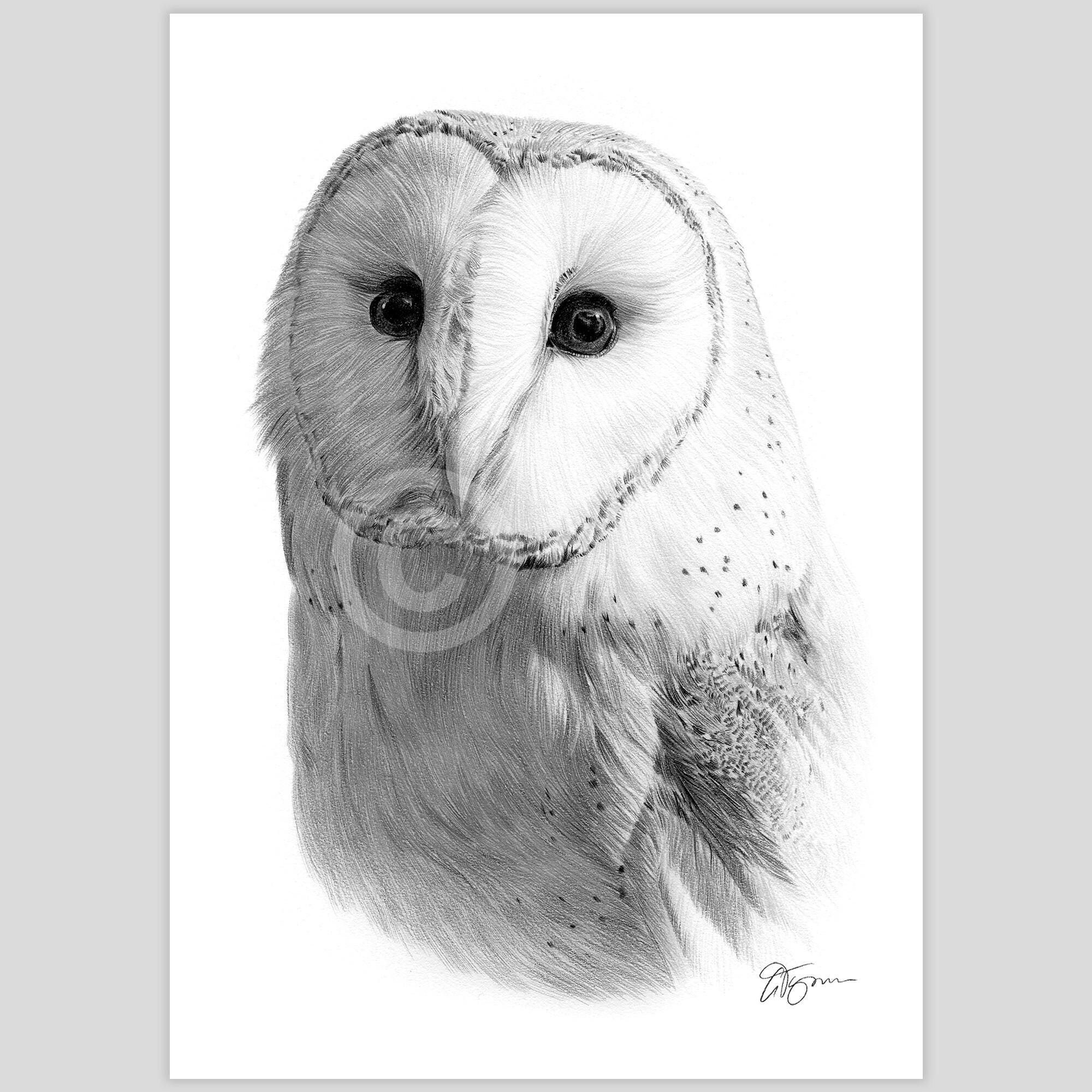 Barn Owl Pencil Drawing Print Wildlife Art Artwork Signed By Artist G Tymon 2 Sizes Bird Portrait Wildlife Illustration Watercolor