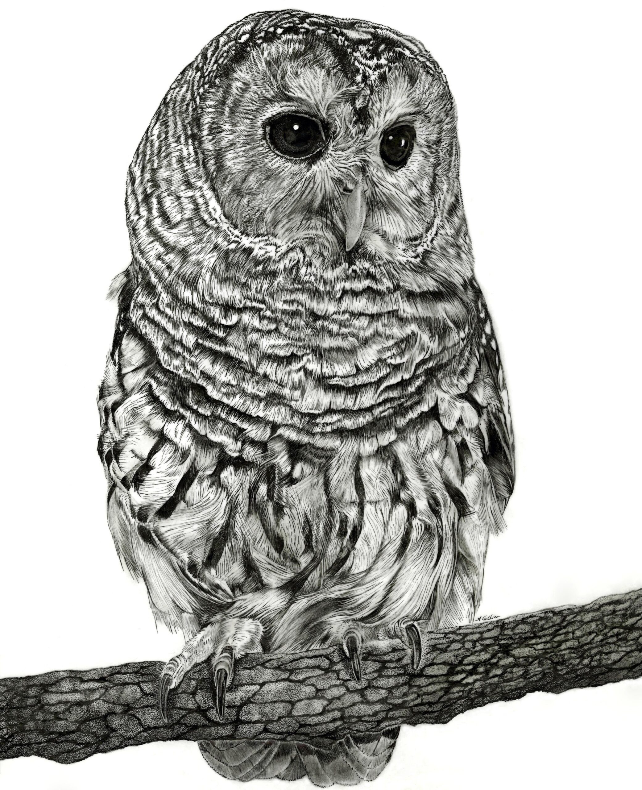 owl sketch drawing