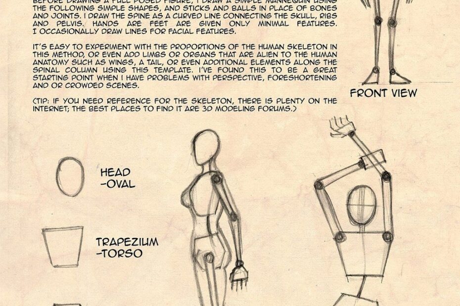 Basic Shapes For Pose Drawing By Aniruddha On DeviantArt