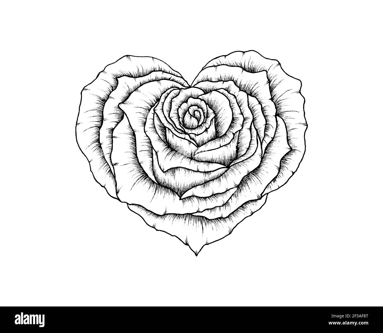 Beautiful Line Art Rose Heart Drawing Isolated On White Fine Art 