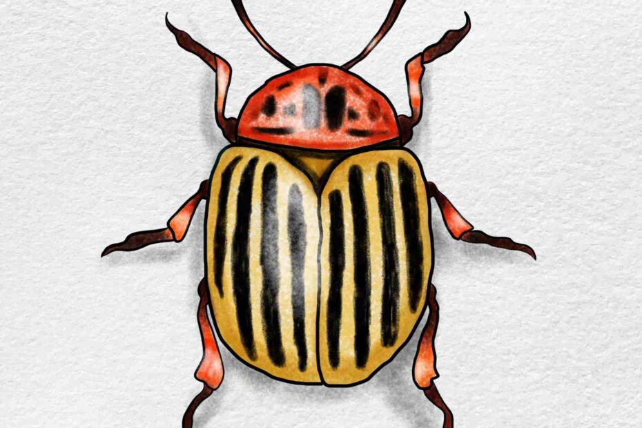 Beetle Drawing HelloArtsy