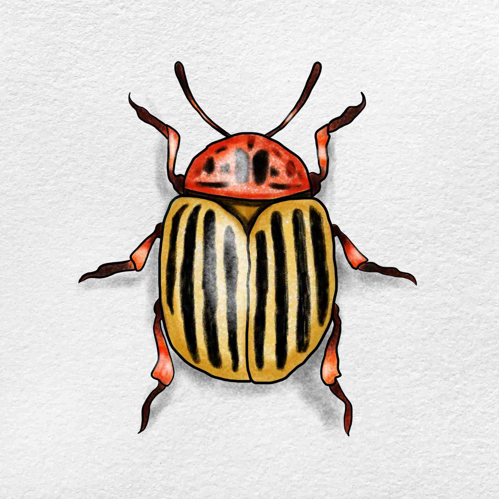 Beetle Drawing HelloArtsy