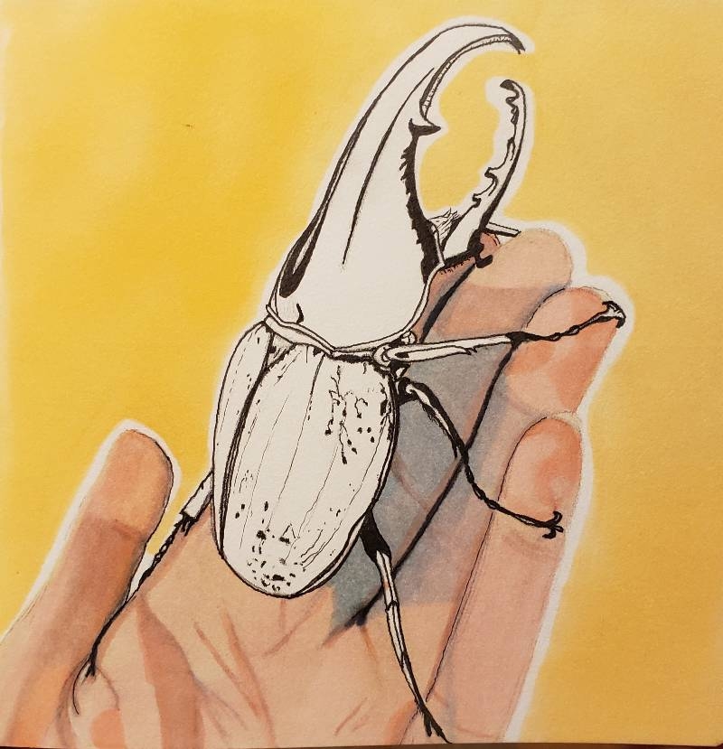 Beetle Drawings Inspiration Sketch A Day