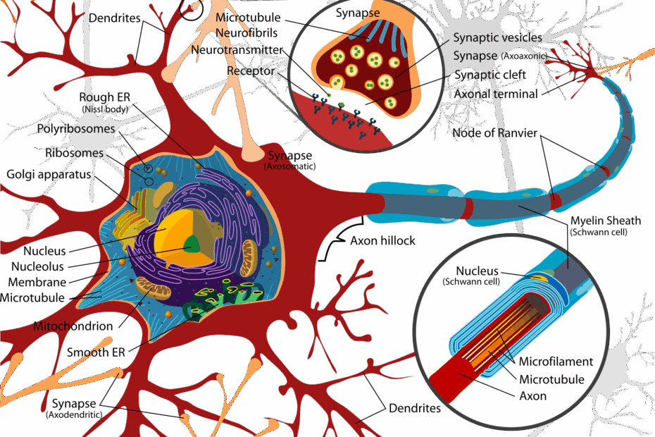 Berkas Complete Neuron Cell Diagram En svg Wikipedia Bahasa Indonesia Ensiklopedia Bebas