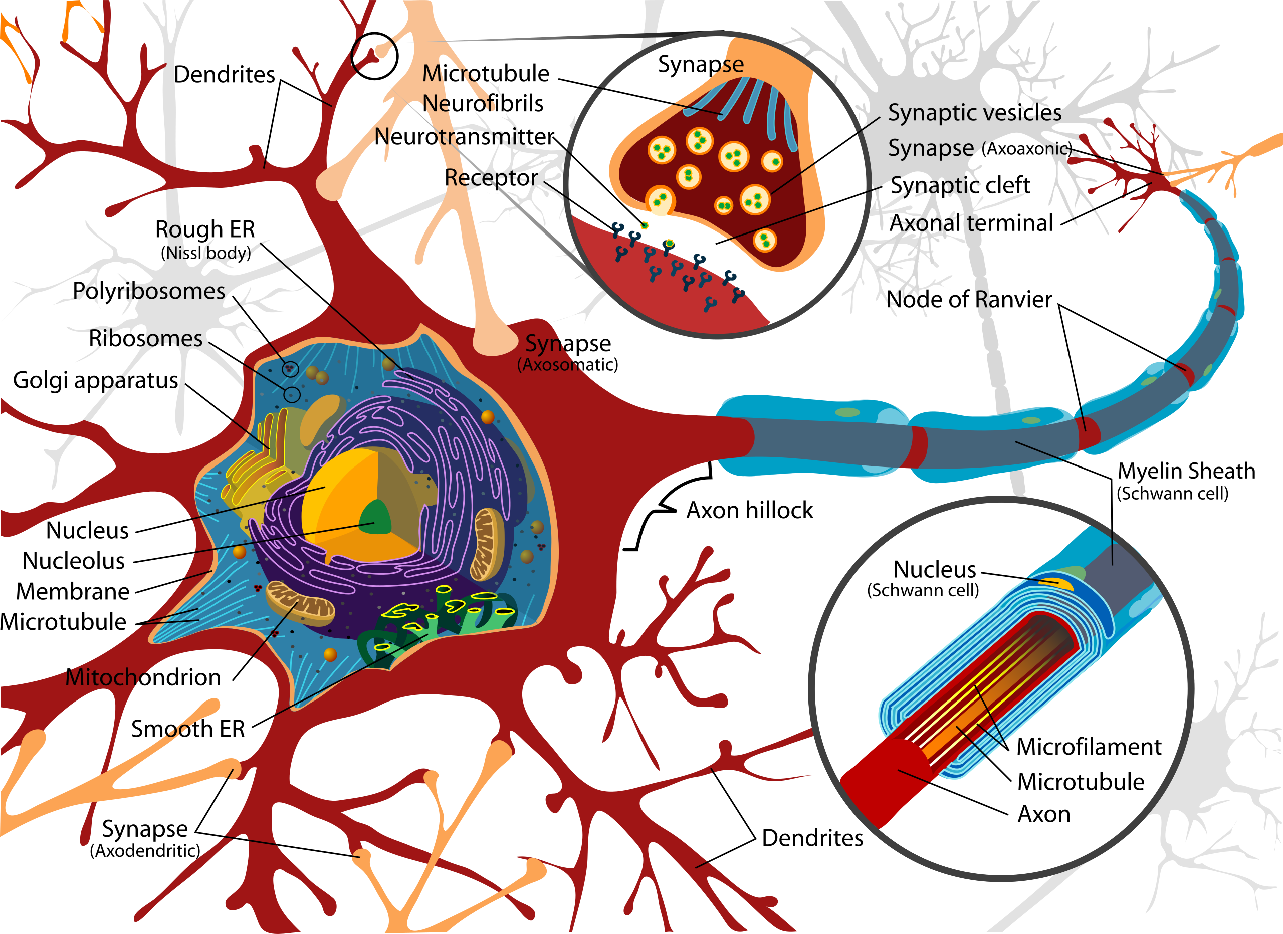 Berkas Complete Neuron Cell Diagram En svg Wikipedia Bahasa Indonesia Ensiklopedia Bebas