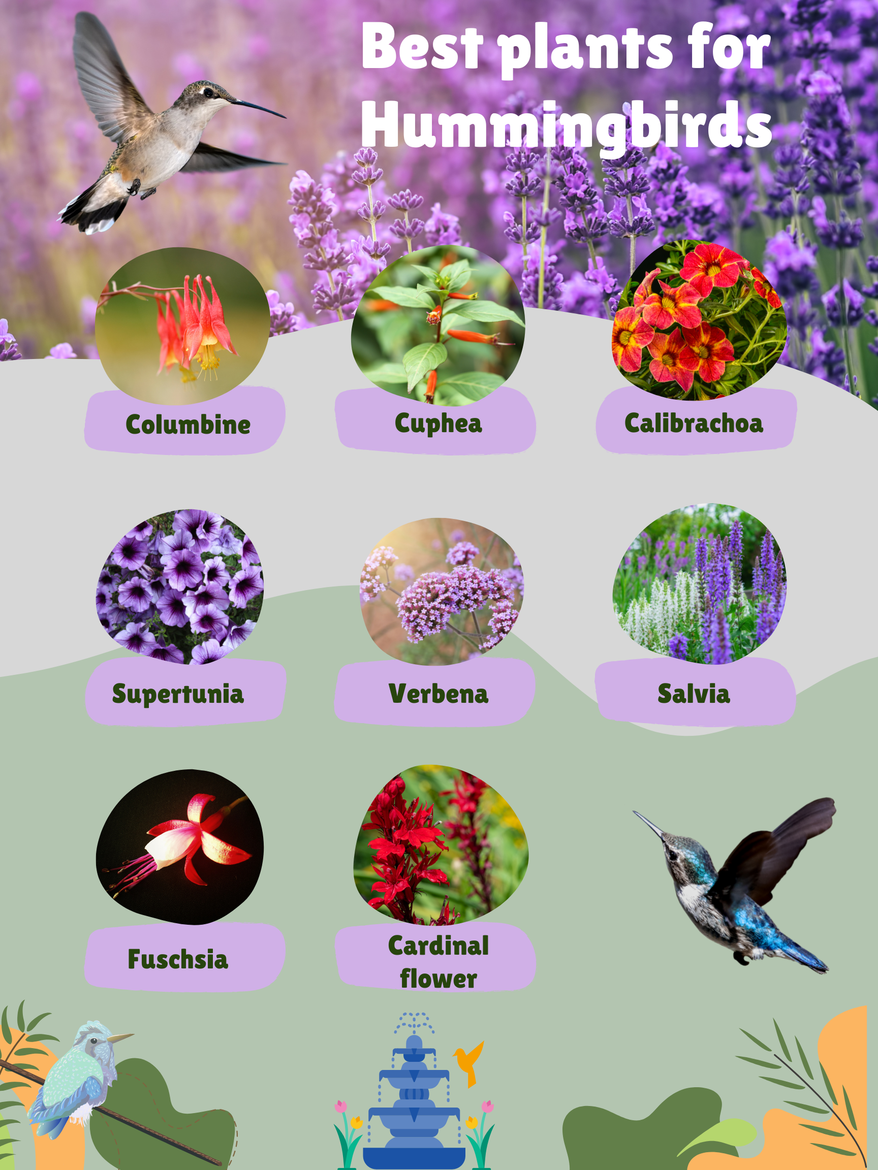 Best Plants For Hummingbirds And Butterflies Plus tips To Create 