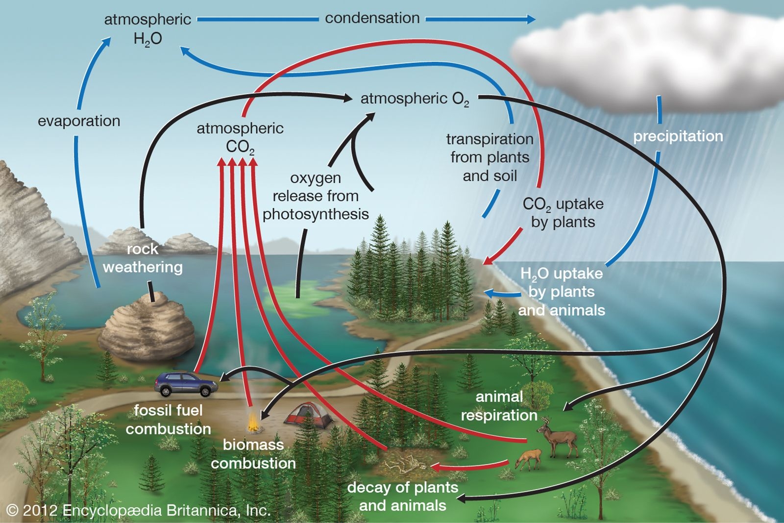 Biogeochemical Cycle Definition U0026 Facts Britannica