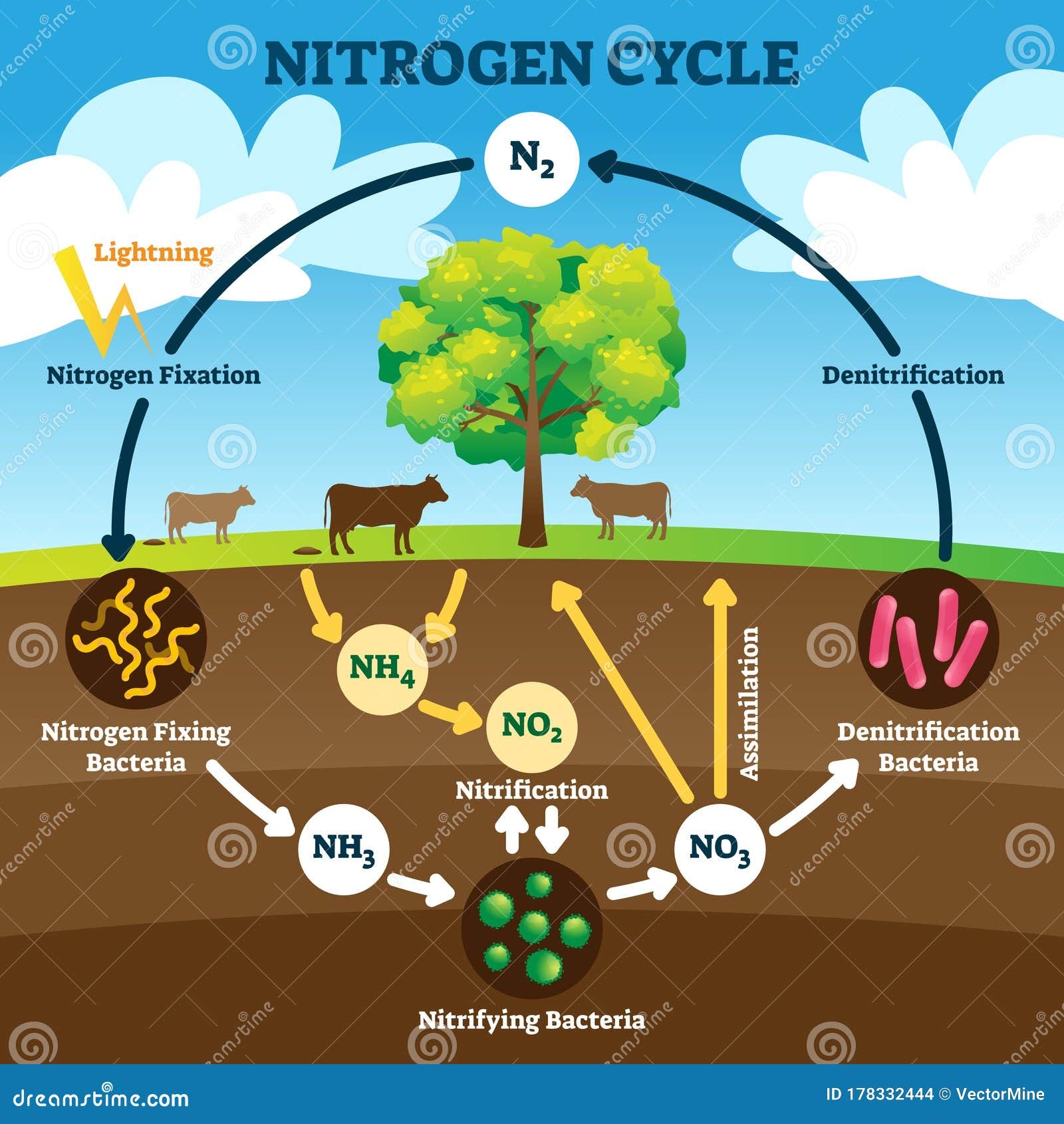 Biogeochemical Cycle Stock Illustrations 48 Biogeochemical Cycle Stock Illustrations Vectors U0026 Clipart Dreamstime