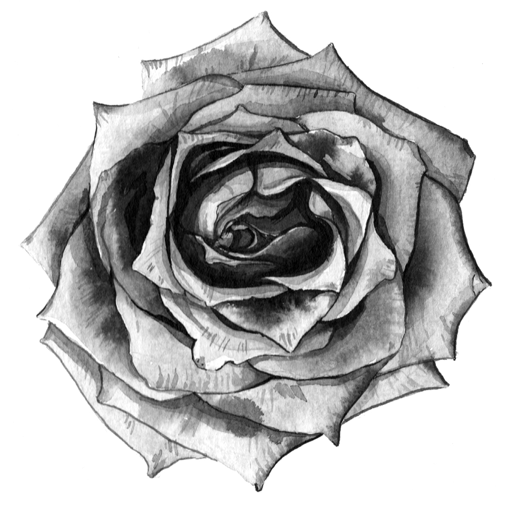 Black And White Flower Painting Series Anna Farba Freelance Illustrator And Botanical Artist