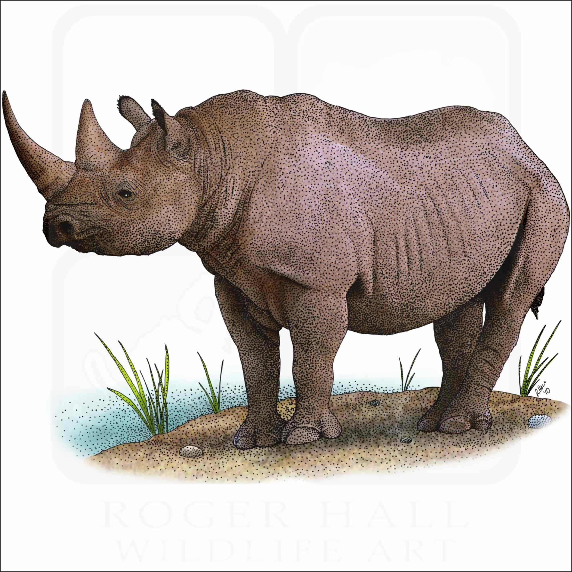 Black Rhinoceros Signed Fine Art Print