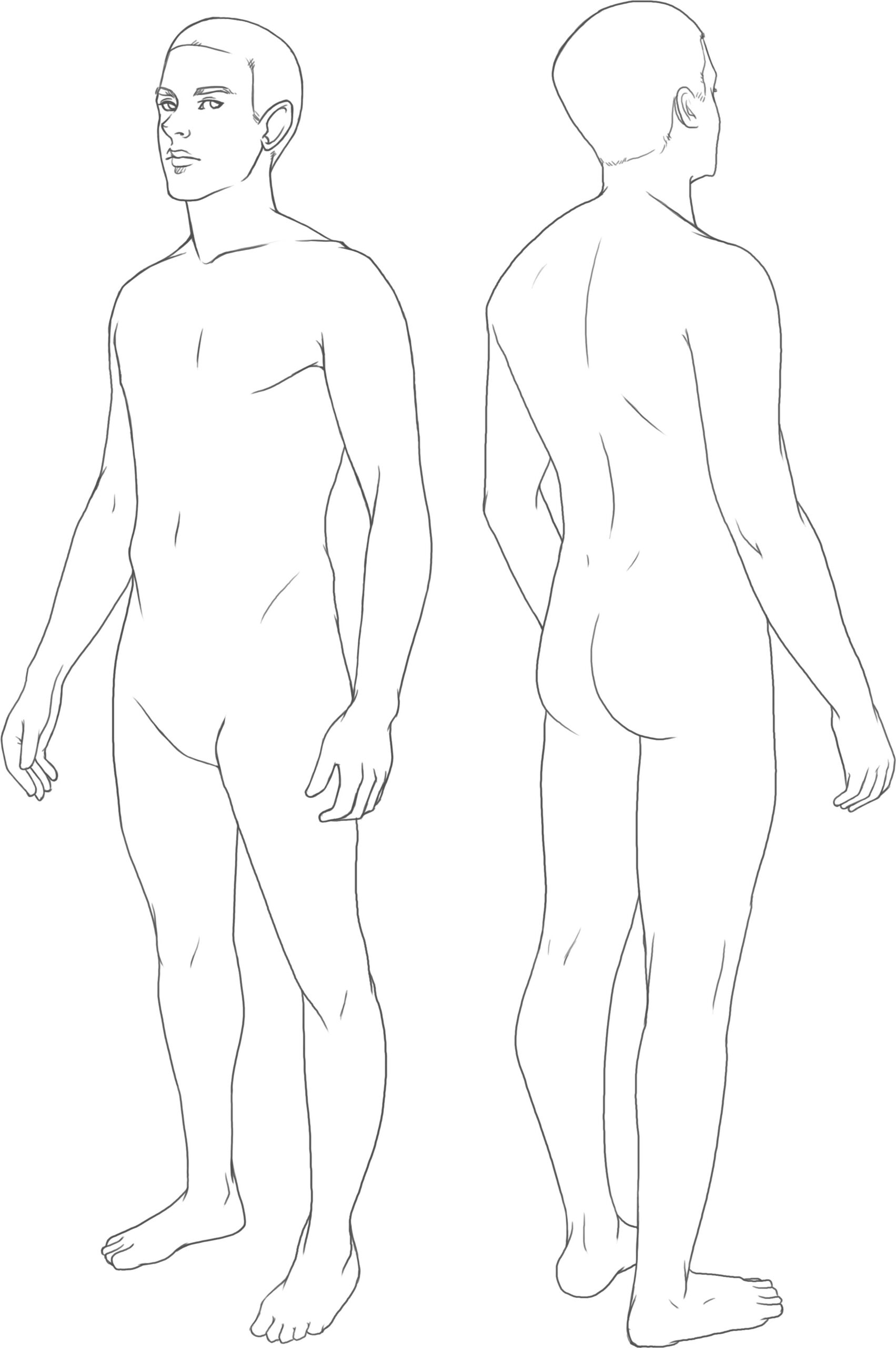 male base drawing