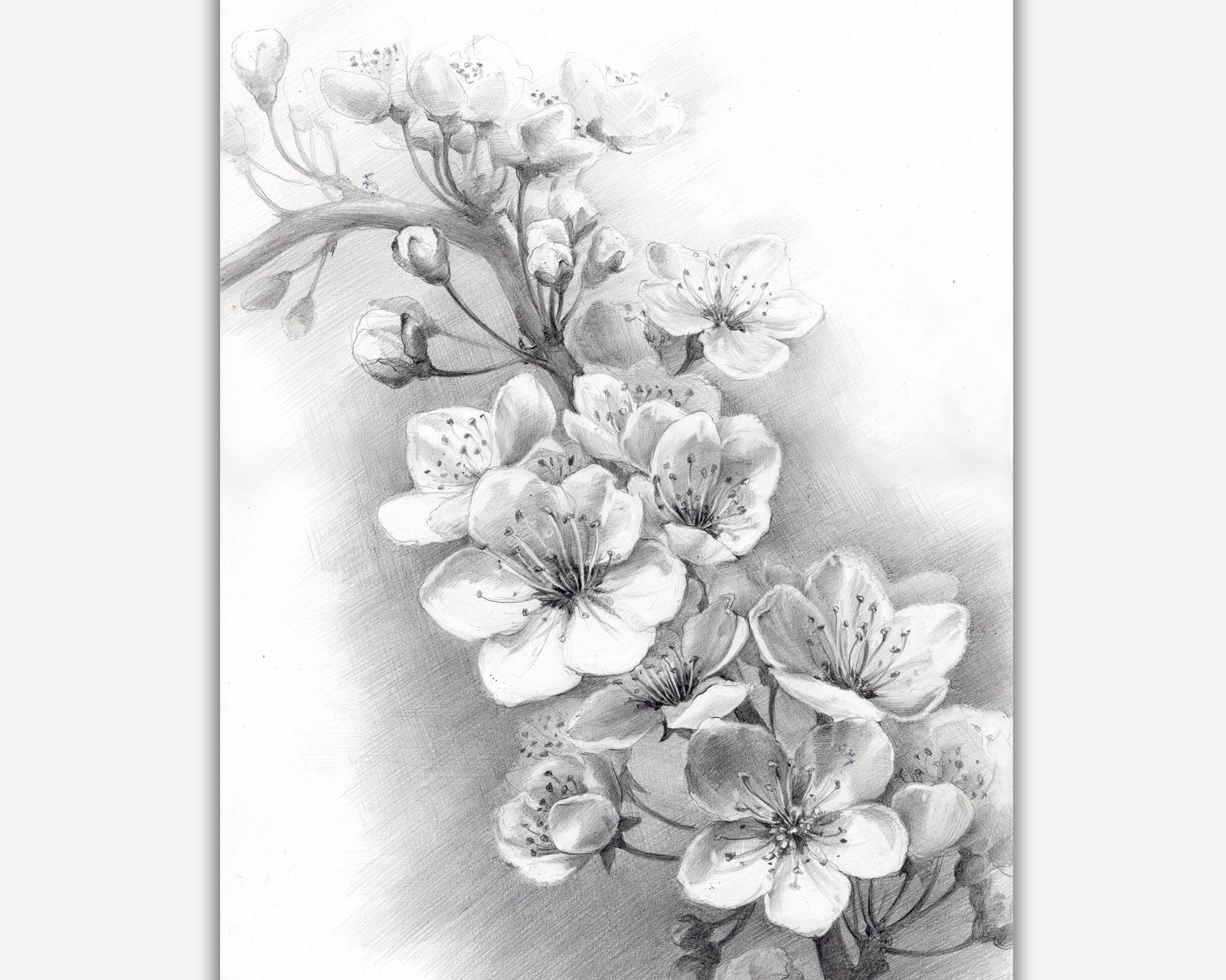 Blossom Cherry Branch Realistic Pencil Drawing Spring Flowers Wall Art Floral Drawing Black And White Flower Sketch Gift For Mom Etsy Sweden