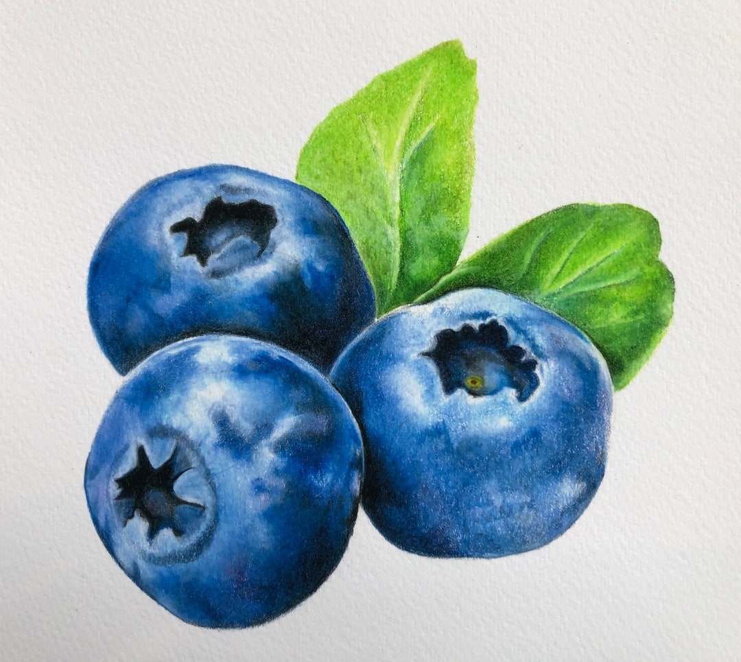 Blueberries Giclee Print Of Original Colored Pencil Drawing Fine Art Print Unframed Art Etsy