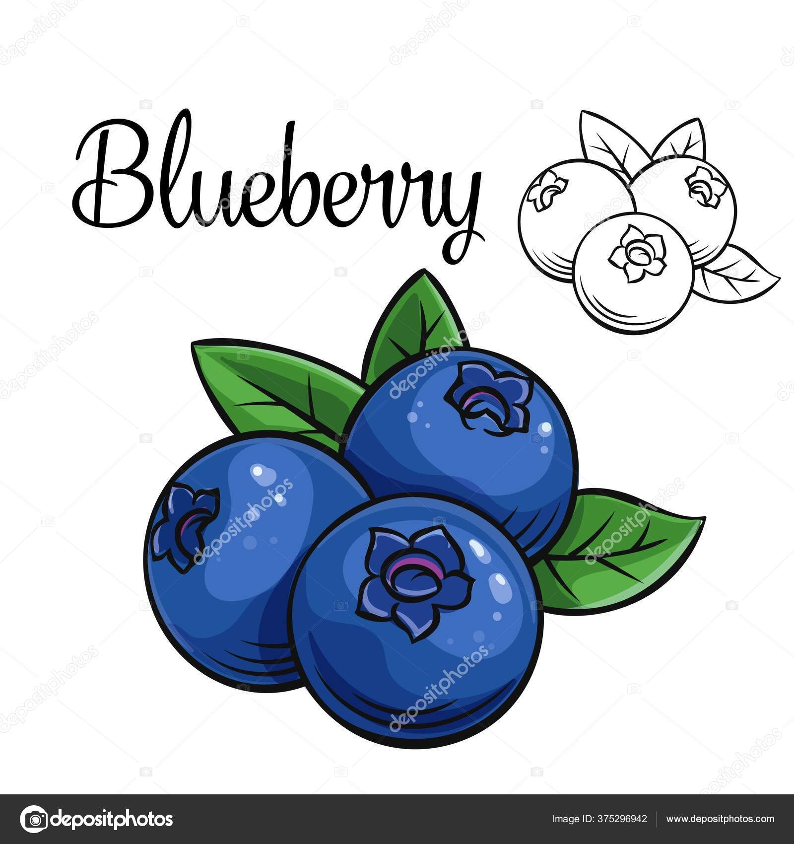 blueberry drawing