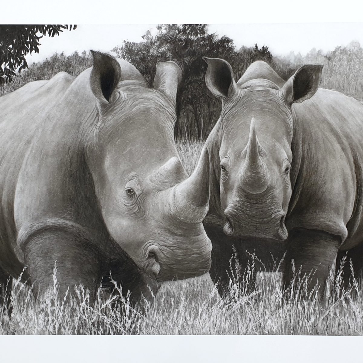 rhinoceros drawing