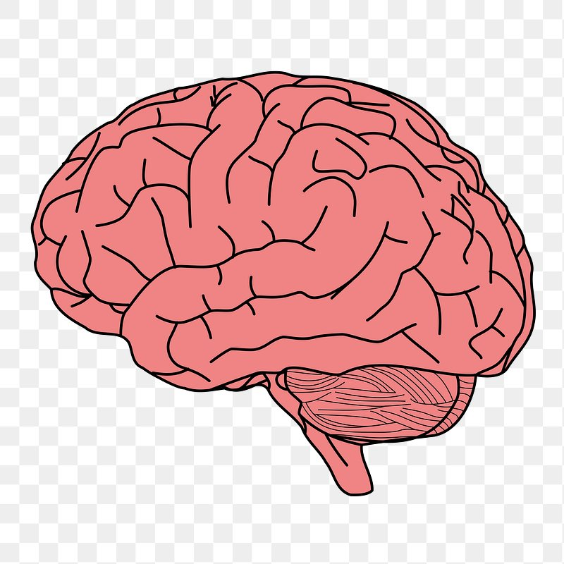 brain drawing