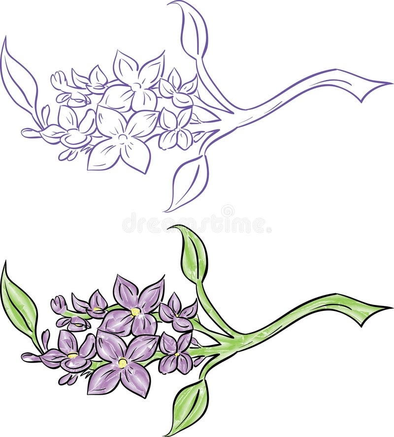 Branch Lilac Flowers Drawing Stock Illustrations 21 050 Branch 