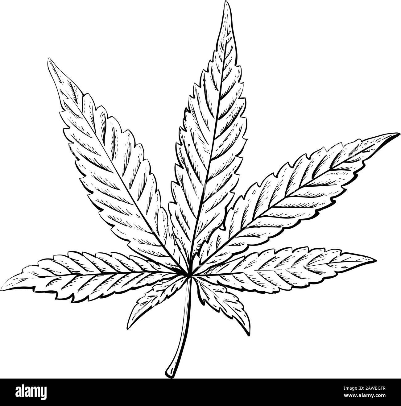Cannabis Or Marijuana Leaf Vintage Hand Realistic Drawing Engraving Style Vector Illustration Stock Vector Image U0026 Art Alamy