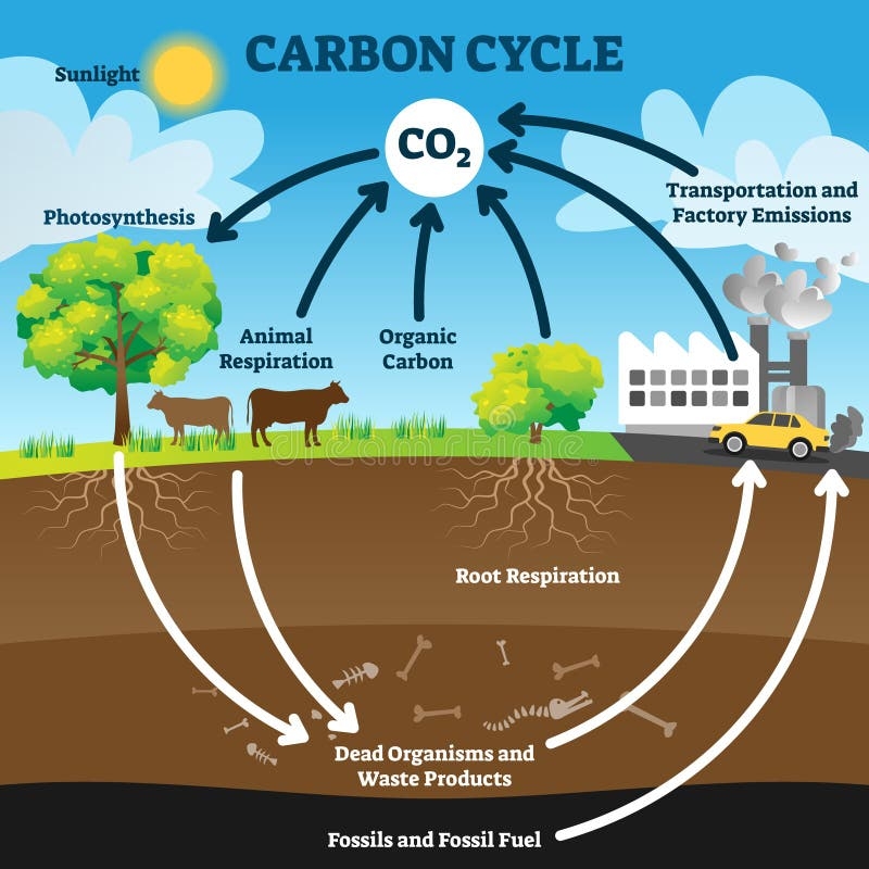 Carbon Cycle Vector Illustration Labeled CO2 Biogeochemical Process Scheme Stock Vector Illustration Of Ecosystem Emission 178333289