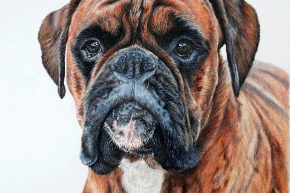 Carrot Boxer Dog In Coloured Pencils The Northumberland Artist