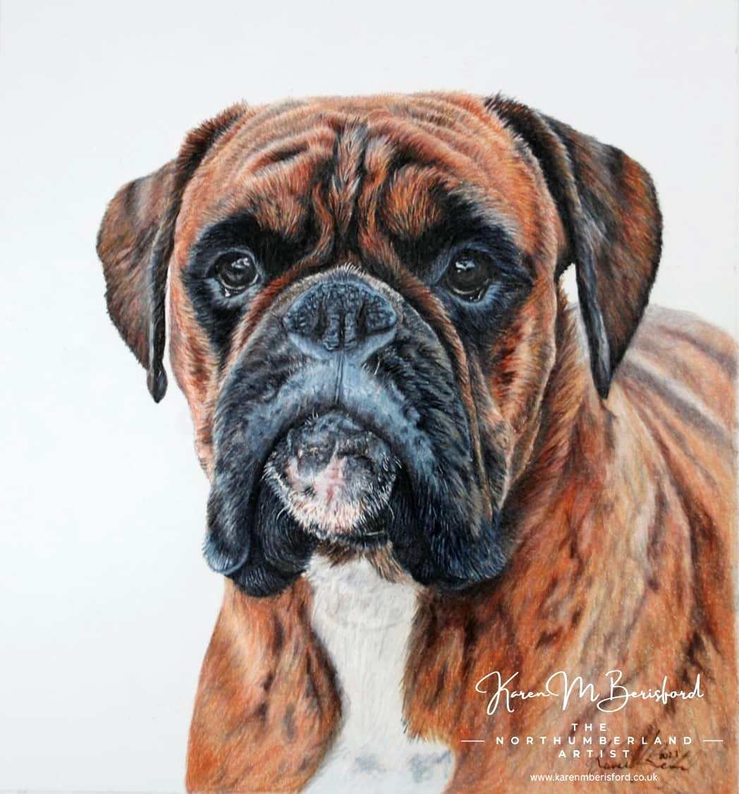 Carrot Boxer Dog In Coloured Pencils The Northumberland Artist